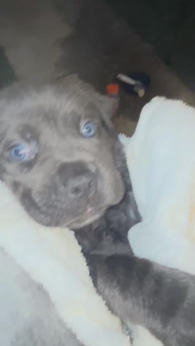 N/A, a female Cane Corso for sale in Jacksonville, FL – 7 of 9