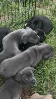 N/A, a female Cane Corso for sale in Jacksonville, FL – 5 of 9