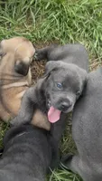 N/A, a female Cane Corso for sale in Jacksonville, FL – 3 of 9