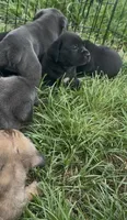 N/A, a female Cane Corso for sale in Jacksonville, FL – 4 of 9