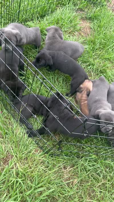 N/A, a female Cane Corso for sale in Jacksonville, FL – 9 of 9
