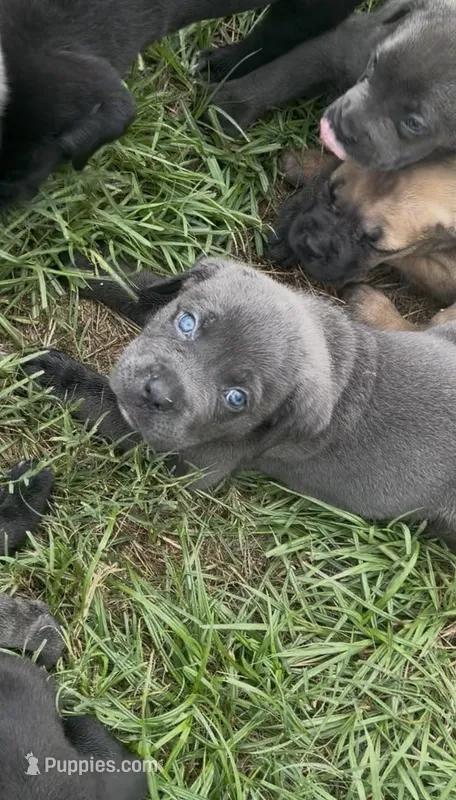 N/A – Cane Corso puppy for sale in Jacksonville, FL