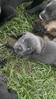 N/A, a female Cane Corso for sale in Jacksonville, FL – 1 of 9