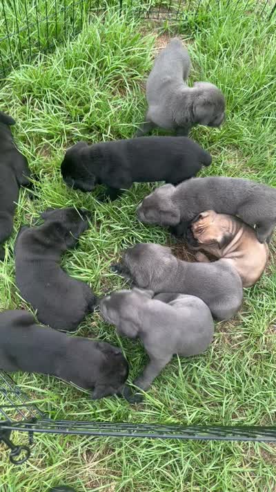 N/A, a female Cane Corso for sale in Jacksonville, FL – 8 of 9