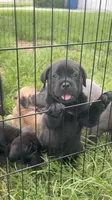 N/A, a female Cane Corso for sale in Jacksonville, FL – 6 of 9