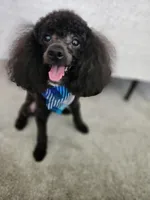 Ace, a male Poodle - Toy  for sale in Falls Church, VA – 1 of 4