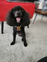 Ace, a male Poodle - Toy  for sale in Falls Church, VA – 4 of 4