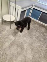 Ace, a male Poodle - Toy  for sale in Falls Church, VA – 2 of 4