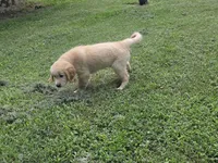 Jack, a male Golden Retriever for sale in Greensboro, NC – 4 of 4