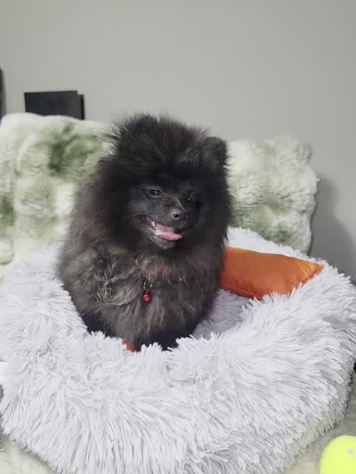 Beily, a female Pomeranian for sale in Greensboro, NC – 5 of 5