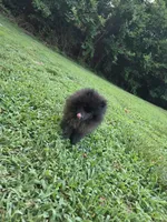 Beily, a female Pomeranian for sale in Greensboro, NC – 1 of 2