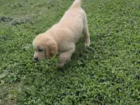 Jack, a male Golden Retriever for sale in Greensboro, NC – 2 of 4