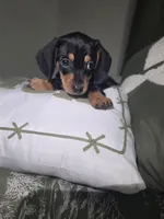 Zucy, a female Miniature Dachshund for sale in Greensboro, NC – 2 of 5