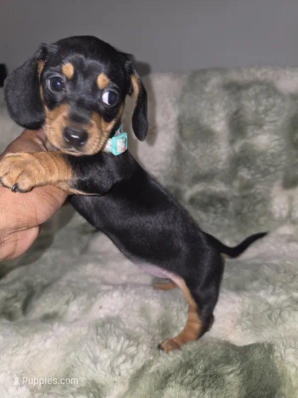 Zucy – Miniature Dachshund puppy for sale in Greensboro, NC
