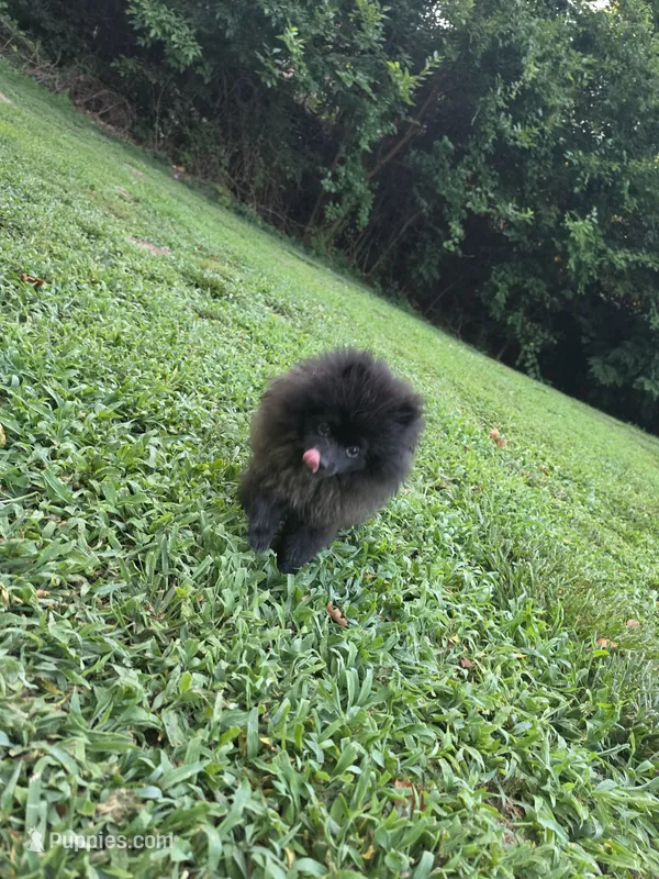Beily – Pomeranian puppy for sale in Greensboro, NC