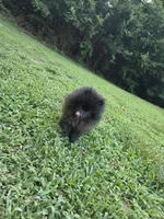 Beily, a female Pomeranian for sale in Greensboro, NC – 1 of 5