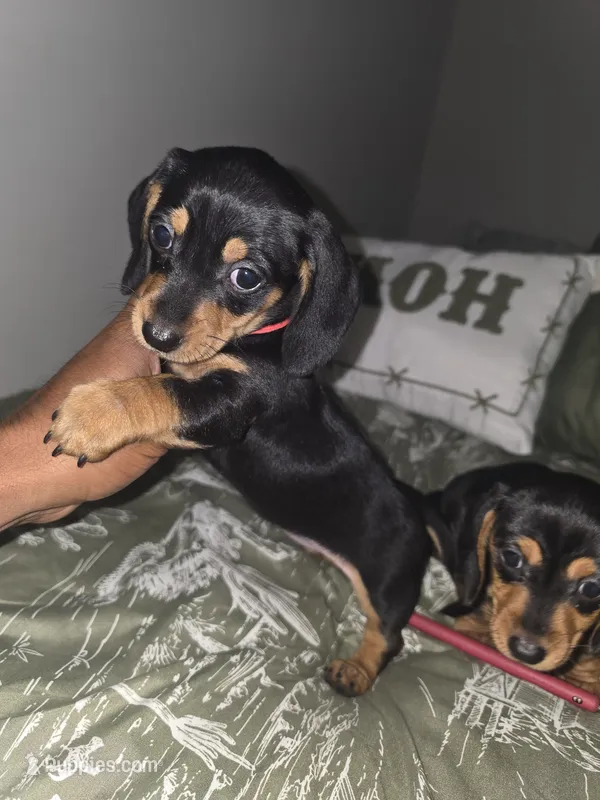 Zucy – Miniature Dachshund puppy for sale in Greensboro, NC