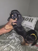 Zucy, a female Miniature Dachshund for sale in Greensboro, NC – 2 of 9