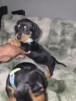 Zucy, a female Miniature Dachshund for sale in Greensboro, NC – 4 of 5