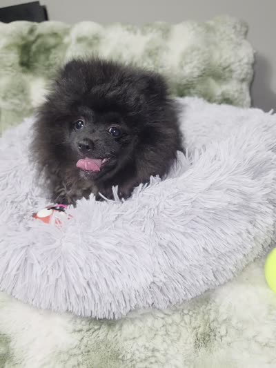 Beily, a female Pomeranian for sale in Greensboro, NC – 3 of 4