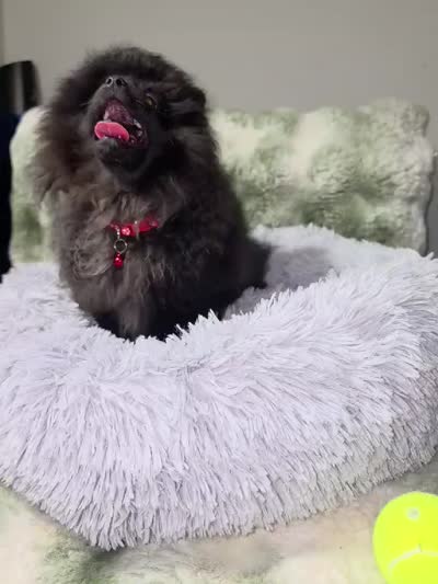 Beily, a female Pomeranian for sale in Greensboro, NC – 2 of 2