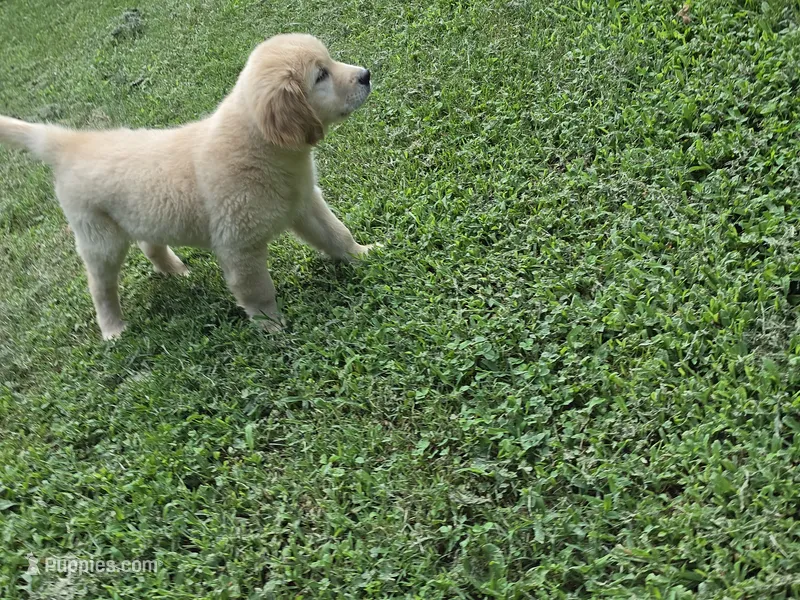 Jack – Golden Retriever puppy for sale in Greensboro, NC