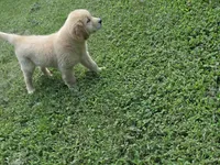 Jack, a male Golden Retriever for sale in Greensboro, NC – 1 of 4