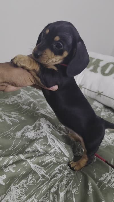 Zucy, a female Miniature Dachshund for sale in Greensboro, NC – 9 of 9