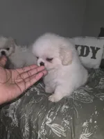 Jacky, a female Pekingese for sale in Greensboro, NC – 5 of 6