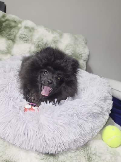 Beily, a female Pomeranian for sale in Greensboro, NC – 4 of 4
