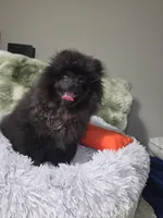 Beily, a female Pomeranian for sale in Greensboro, NC – 4 of 5