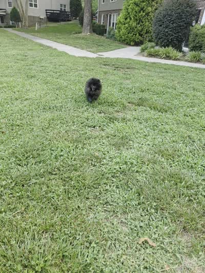 Beily, a female Pomeranian for sale in Greensboro, NC – 3 of 5