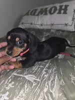 Zucy, a female Miniature Dachshund for sale in Greensboro, NC – 3 of 9