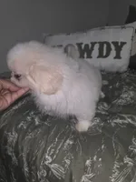 Jacky, a female Pekingese for sale in Greensboro, NC – 2 of 6