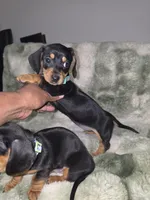 Zucy, a female Miniature Dachshund for sale in Greensboro, NC – 5 of 5