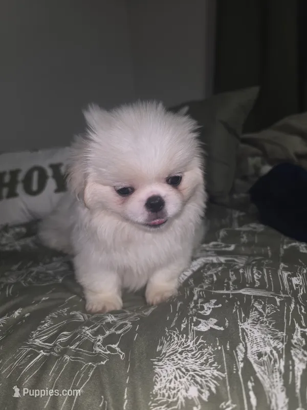 Jacky – Pekingese puppy for sale in Greensboro, NC