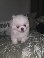 Jacky, a female Pekingese for sale in Greensboro, NC – 1 of 6