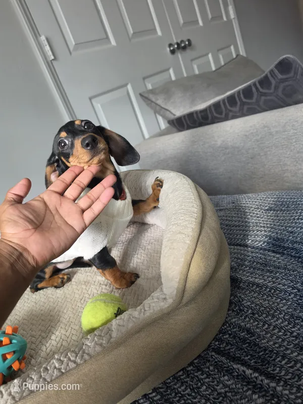 Zucy – Miniature Dachshund puppy for sale in Greensboro, NC