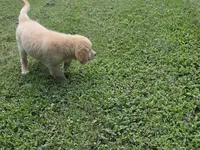 Jack, a male Golden Retriever for sale in Greensboro, NC – 3 of 4