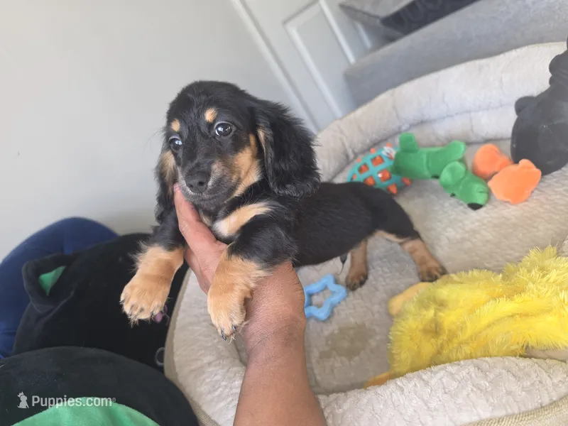 Jack – Miniature Dachshund puppy for sale in Greensboro, NC