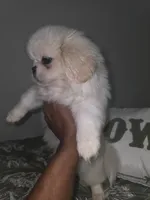 Jacky, a female Pekingese for sale in Greensboro, NC – 3 of 6