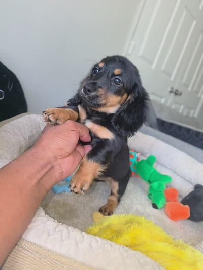 Jack, a male Miniature Dachshund for sale in Greensboro, NC – 3 of 3
