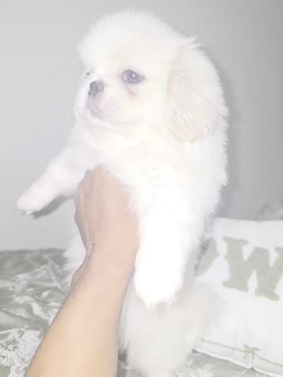 Jacky, a female Pekingese for sale in Greensboro, NC – 6 of 6
