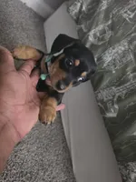 Zucy, a female Miniature Dachshund for sale in Greensboro, NC – 3 of 5