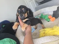 Jack, a male Miniature Dachshund for sale in Greensboro, NC – 2 of 3