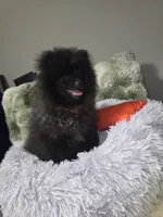 Beily, a female Pomeranian for sale in Greensboro, NC – 2 of 5