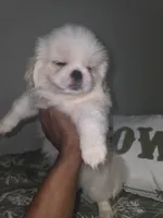 Jacky, a female Pekingese for sale in Greensboro, NC – 4 of 6