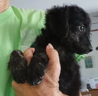 Sophie, a female Shepadoodle and Double Doodle for sale in Lone Oak, TX – 3 of 4
