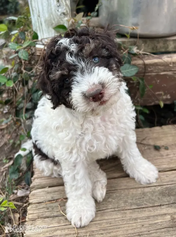 Chewy – Aussiedoodle puppy for sale in Lone Oak, TX