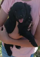 Nocha, a female Miniature Goldendoodle for sale in Lone Oak, TX – Photo 1 of 2